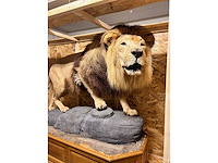 Panthera leo - taxidermie - leeuw (full body mount) - afbeelding 2 van  6
