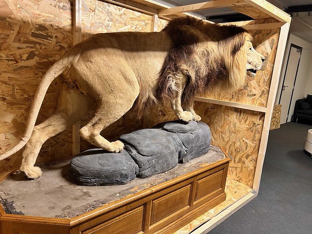 Panthera leo - taxidermie - leeuw (full body mount) - afbeelding 3 van  6