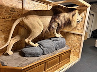 Panthera leo - taxidermie - leeuw (full body mount) - afbeelding 3 van  6
