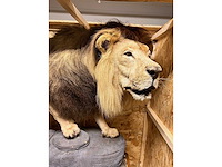 Panthera leo - taxidermie - leeuw (full body mount) - afbeelding 4 van  6