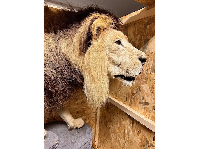 Panthera leo - taxidermie - leeuw (full body mount) - afbeelding 5 van  6