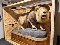 Panthera leo - taxidermie - leeuw (full body mount) - afbeelding 6 van  6