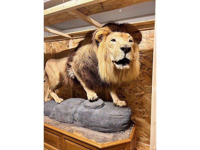 Panthera leo - taxidermie - leeuw (full body mount) - afbeelding 2 van  6