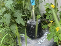 Parasolvoet vedett - afbeelding 1 van  2
