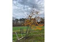 Parrotia persica (13x) - afbeelding 2 van  12