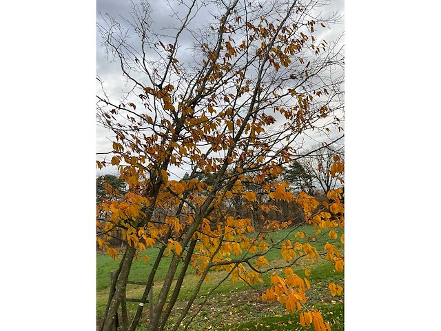 Parrotia persica (13x) - afbeelding 4 van  12