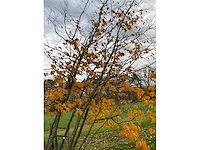 Parrotia persica (13x) - afbeelding 4 van  12