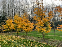 Parrotia persica (13x) - afbeelding 1 van  12