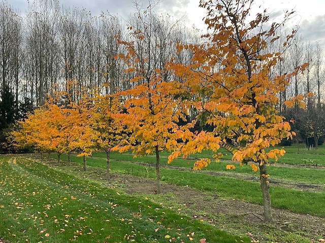 Parrotia persica (13x) - afbeelding 5 van  12