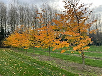 Parrotia persica (13x) - afbeelding 5 van  12