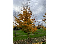 Parrotia persica (13x) - afbeelding 11 van  12