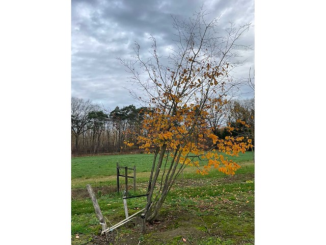 Parrotia persica (13x) - afbeelding 2 van  12