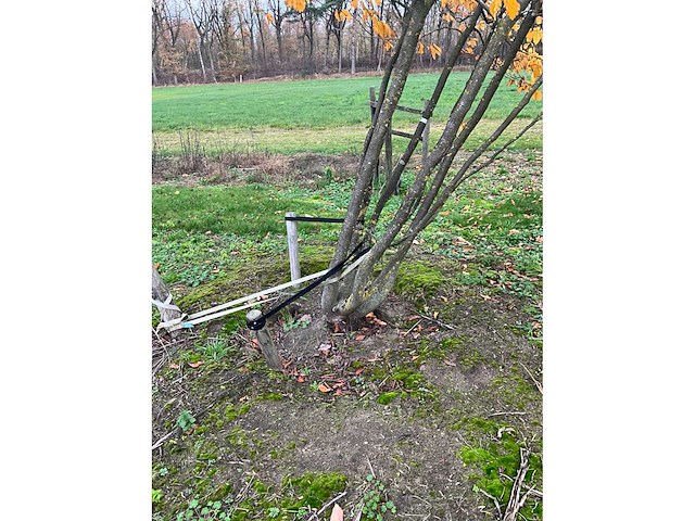 Parrotia persica (13x) - afbeelding 3 van  12