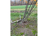 Parrotia persica (13x) - afbeelding 3 van  12