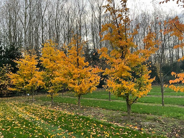 Parrotia persica (13x) - afbeelding 1 van  12