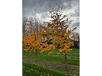 Parrotia persica (13x) - afbeelding 6 van  12