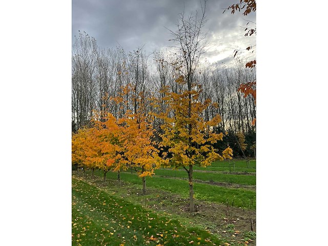 Parrotia persica (13x) - afbeelding 7 van  12