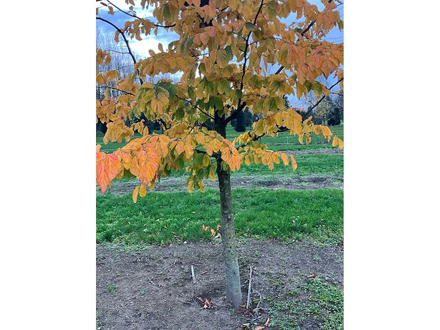 Parrotia persica (13x) - afbeelding 8 van  12