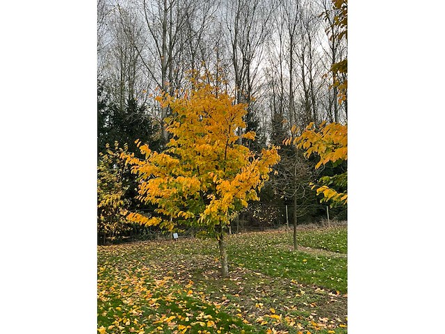 Parrotia persica (13x) - afbeelding 9 van  12