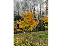 Parrotia persica (13x) - afbeelding 9 van  12