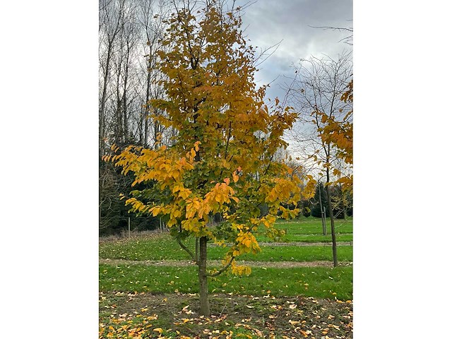 Parrotia persica (13x) - afbeelding 10 van  12