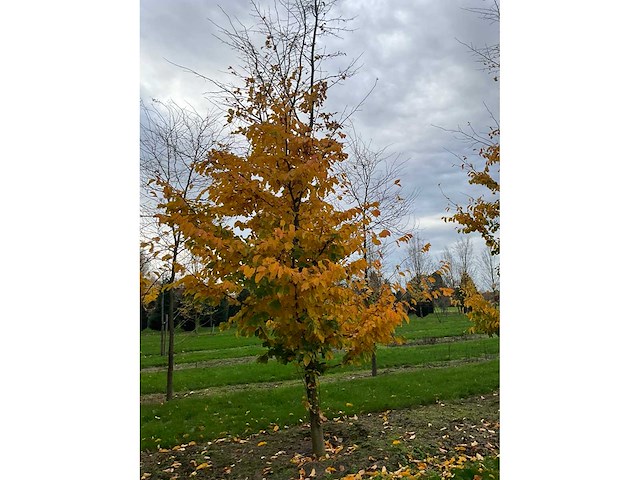 Parrotia persica (13x) - afbeelding 11 van  12