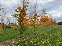 Parrotia persica (13x) - afbeelding 12 van  12