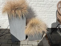 Partij bloembakken en buitenplanten - afbeelding 4 van  12