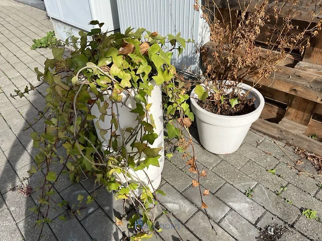 Partij bloembakken en buitenplanten - afbeelding 1 van  12