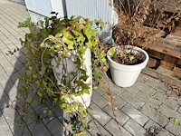 Partij bloembakken en buitenplanten