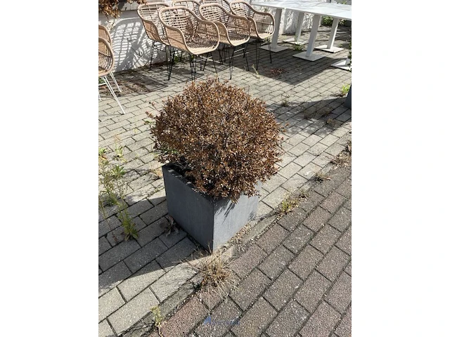 Partij bloembakken en buitenplanten - afbeelding 5 van  12