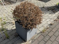 Partij bloembakken en buitenplanten - afbeelding 5 van  12