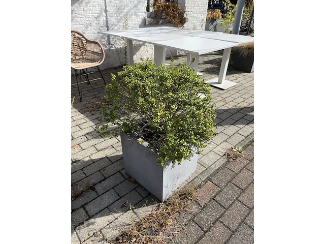 Partij bloembakken en buitenplanten - afbeelding 6 van  12