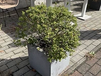 Partij bloembakken en buitenplanten - afbeelding 6 van  12