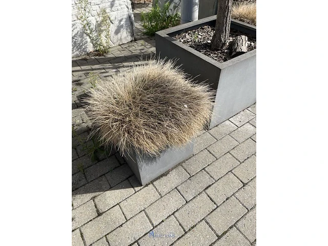 Partij bloembakken en buitenplanten - afbeelding 8 van  12