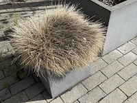 Partij bloembakken en buitenplanten - afbeelding 8 van  12