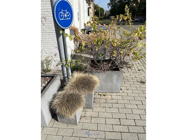 Partij bloembakken en buitenplanten - afbeelding 10 van  12