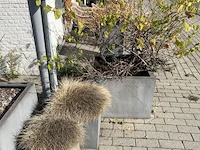 Partij bloembakken en buitenplanten - afbeelding 10 van  12