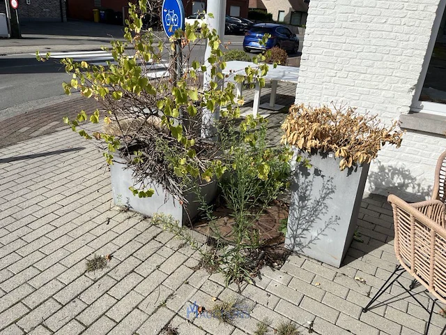 Partij bloembakken en buitenplanten - afbeelding 11 van  12