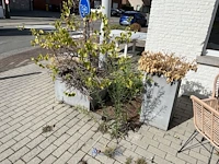 Partij bloembakken en buitenplanten - afbeelding 11 van  12