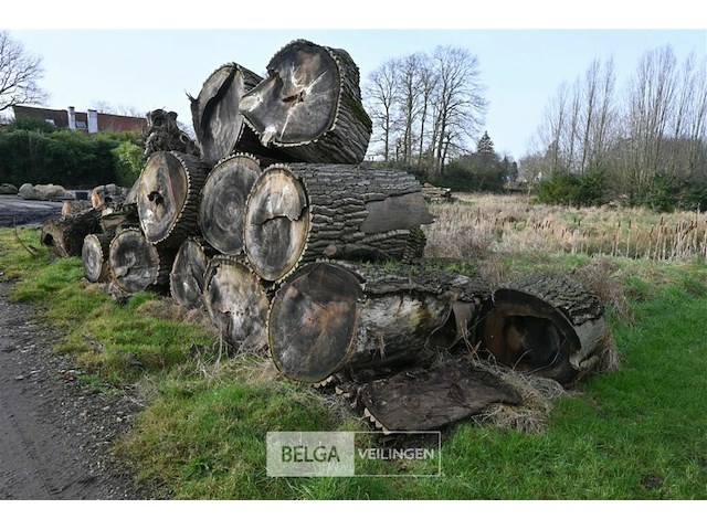 Partij boomstammen - afbeelding 1 van  7