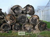 Partij boomstammen - afbeelding 2 van  7