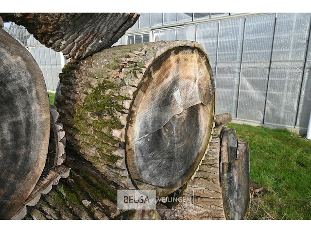 Partij boomstammen - afbeelding 3 van  7