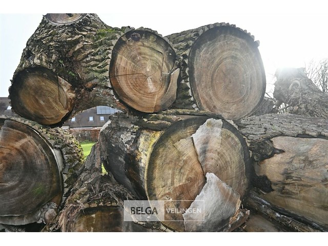 Partij boomstammen - afbeelding 4 van  7