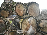Partij boomstammen - afbeelding 4 van  7