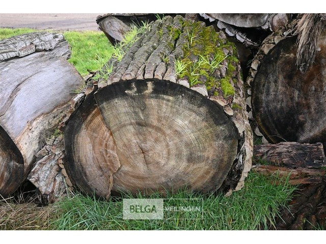 Partij boomstammen - afbeelding 5 van  7