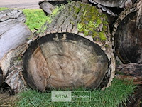 Partij boomstammen - afbeelding 5 van  7