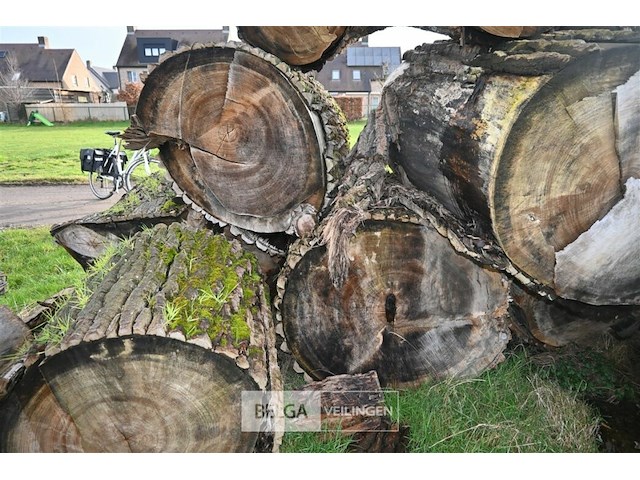 Partij boomstammen - afbeelding 6 van  7