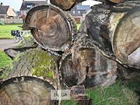 Partij boomstammen - afbeelding 6 van  7