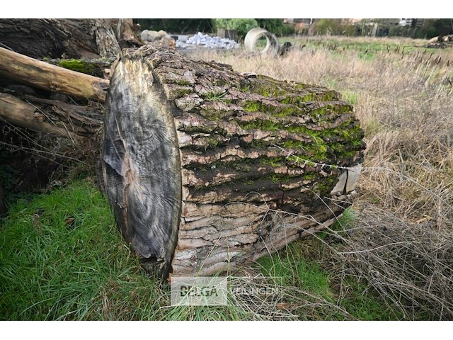 Partij boomstammen - afbeelding 7 van  7